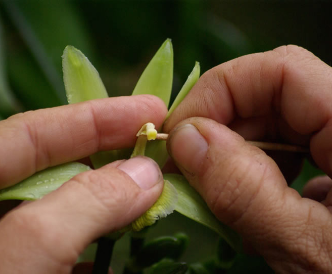 Culture de la vanille