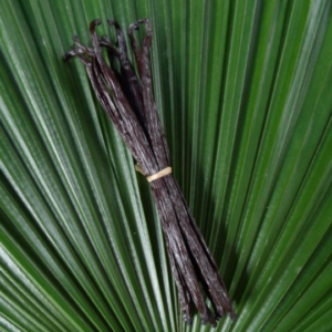 vanille gousse boutique