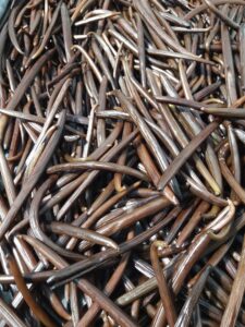 Gousses de vanilles noires