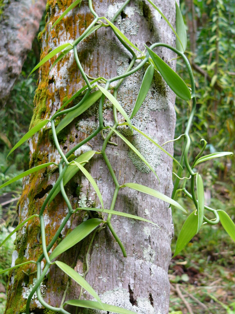 Branches de vanilla tahitensis