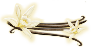 Gousses de vanilles noires et fleurs