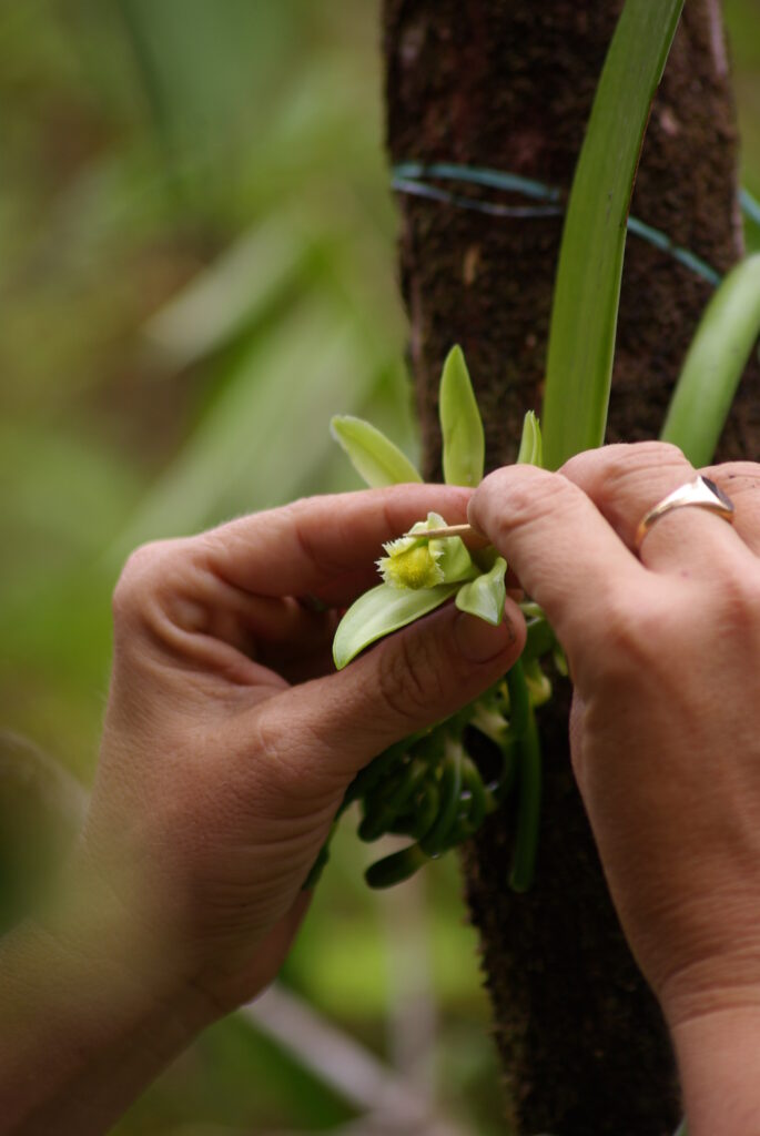 pollinisation de la fleur de vanille