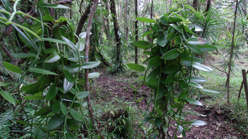 gedsc digital camera