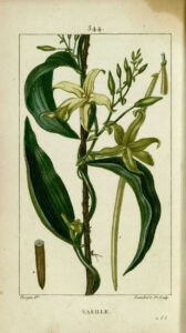 vanille dessin ancien